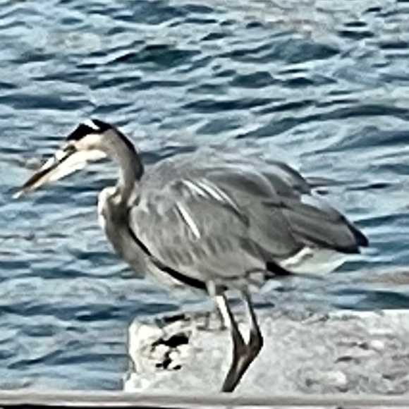 greatblueheron7